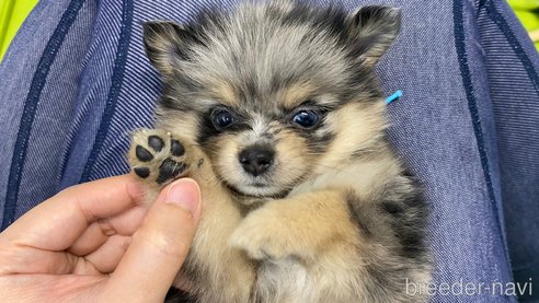 成約済の兵庫県のポメチワ:ポメラニアン×チワワ-348615の6枚目